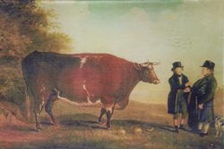 Cow with Two Men A-41