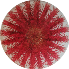Red Sea Urchin #2 S-171