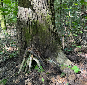 Fairy house