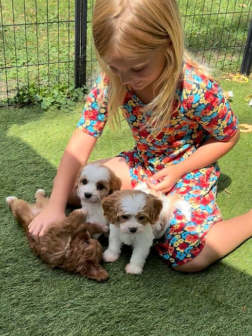 maddie and puppies.jpg