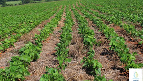 Plantio direto no café com palhada protegendo o solo em área agrícola no Cerrado das Águas