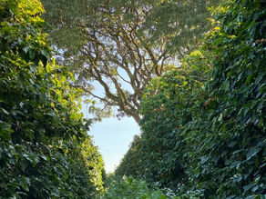 CCA divulga expansão de bacias hidrográficas no Cerrado Mineiro