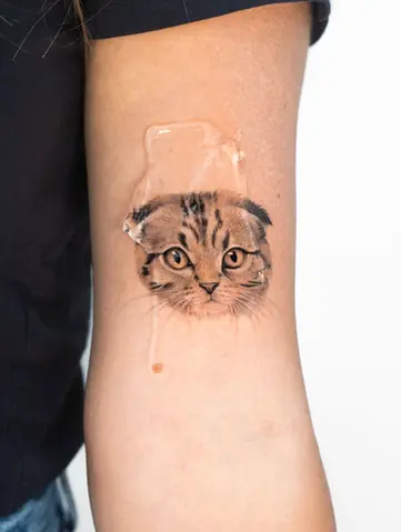 Colour micro realism Scottish Fold cat portrait arm tattoo by Nicolly at The Story of Us MCR, near Deansgate Manchester
