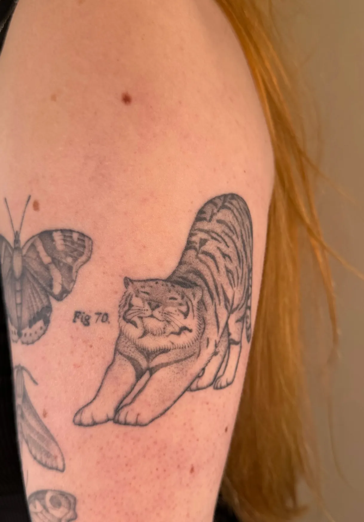 Fine line illustrative tiger butterfly and Fig 70 text upper arm tattoo by Anggi at The Story of Us MCR, Castlefield Manchester