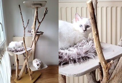 Arbre à chat solide, design et naturel : le choix idéal pour le bien-être de votre chat 🐱🌿