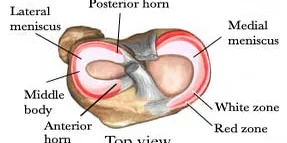 Meniscus blood flow.webp