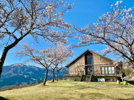 桜の開花まであと少し！