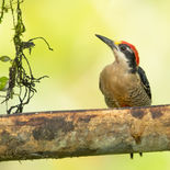 Zwartwangspecht - Black-cheeked Woodpecker  - Ecuador - 7 oktober 2021 