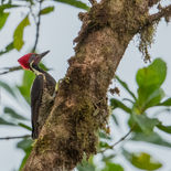 Gestreepte Helmspecht - Lineated Woodpecker - Ecuador - 9 oktober 2021 - A69I2325.jpg