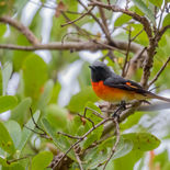 Kleine Menievogel - Small Minivet - Sri Lanka - juli_augustus - 2022 - A69I9414.jpg