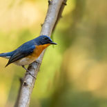 Blauwkeelniltava - Blue-throated Blue Flycatcher - Vietnam - 22 januari 2023 - A5A7848.jpg