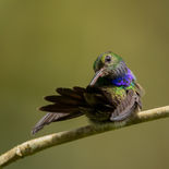 Purperborstamazilia - Purple-chested Hummingbird - Ecuador - 7 oktober 2021 - A69I0529.jpg