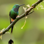 Vlagstaartpluimbroekje - Booted Racket-tail - Ecuador - 29 september 2021 - A69I0226.jpg