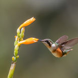 Witbuikboself - White-bellied Woodstar - Ecuador - 28 september en 2 oktober 2021 - A69I38