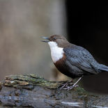 Waterspreeuw - Plombière - 28 februari  2023 - 5A9360.jpg