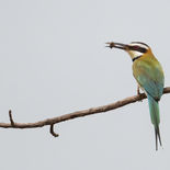 Witkeelbijeneter - White-throated Bee-eater - Gambia - mei 2022 - A69I3675.jpg
