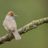 Zwartkop - Boshut Irmo - NL - 24 april 2022 -  A69I7636.jpg