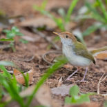 Langstaartsnijdervogel - Common Tailorbird -  Sri Lanka - juli_augustus - 2022 - A69I0004.