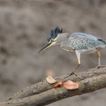 Mangrovereiger - Striated Heron  - Gambia - mei 2022 - A69I4186.jpg