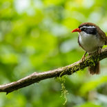 Degensnavelkruiplijster - Coral-billed Scimitar Babbler - Vietnam - 12 januari 2023 - 5A44