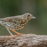 Zanglijster - Boshut Irmo - NL - 24 april 2022 -  A69I6984.jpg