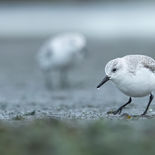 Drieteenstrandloper - Brouwersdam - 9 november 2022 - A69I2131.jpg