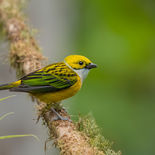 Zilverkeeltangare - Silver-throated Tanager - Ecuador - 3 oktober 2021 