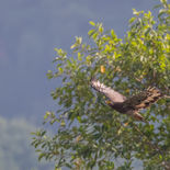 Indische Slangenarend - Crested Serpent Eagle -  Sri Lanka - juli_augustus - 2022 - A69I90