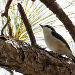 Dalatklauwiertimalia - Dalat Shrike Babbler - Vietnam - 22 januari 2023 - A5A6103.jpg