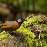 Roestkraaglijstergaai - Collared Laughingthrush - Vietnam - 20 januari 2023 - A5A3762.jpg