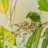 Geelbuiktangare - Yellow-bellied Tanager - Ecuador - 1 oktober 2021 - A69I1560.jpg