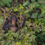Chimpansee - Chimpanzee - Gambia - mei 2022 - A69I4595.jpg