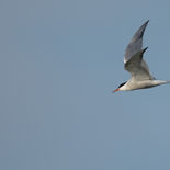 Visdiefje - Rietmoerassen - Kallo - 27 april 2023 - A5A9779.jpg