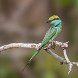 Aziatische Kleine Groene Bijeneter - Asian Green Bee-eater - Sri Lanka - juli/augustus 