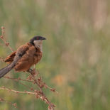 Senegalese Spoorkoekoek -Senegal Coucal - Gambia - mei 2022 - A69I4788.jpg