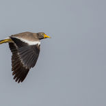 Lelkievit - African Wattled Lapwing - Gambia - mei 2022 - A69I1061.jpg