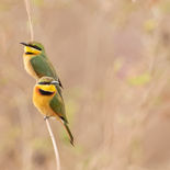 Dwergbijeneter - Little Bee-eater - Gambia - mei 2022 - A69I6589.jpg