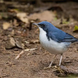 Blauwe Nachtegaal - Siberian Blue Robin - Vietnam - 22 januari 2023 - A5A5748.jpg
