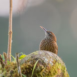 Bergmuisspecht - Montane Woodcreeper - Ecuador - 3 en 5 oktober 2021 - A69I8243.jpg