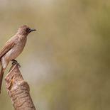 Grauwe Buulbuul - Common Bulbul - Gambia - mei 2022 - A69I9485.jpg