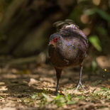 Germains Pauwfazant - Germain's Peacock-pheasant - Vietnam - 16 januari 2023 - A5A0049.jpg