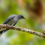 Indochinese Rupsvogel - Indochinese Cuckooshrike - Vietnam - 17 januari 2023 - A5A8983.jpg