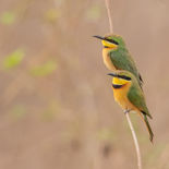 Dwergbijeneter - Little Bee-eater - Gambia - mei 2022 - A69I6586.jpg