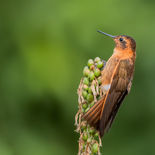 Koperglanskolibrie - Shining Sunbeam - Ecuador - 27 september 2021 - A69I4835.jpg