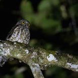 Zuid-Aziatische Boeboekuil - Brown Hawk Owl - Vietnam - 17 januari 2023 - A5A9318.jpg