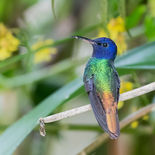 Bronsstaartsaffierkolibrie - Golden-tailed Sapphire- Ecuador - 30 september 2021 - A69I100