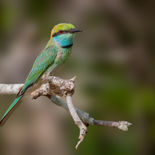 Aziatische Kleine Groene Bijeneter - Asian Green Bee-eater - Sri Lanka - juli_augustus - 2