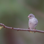 Edelzanger - White-rumped Seed-eater - Gambia - mei 2022 - A69I4002.jpg