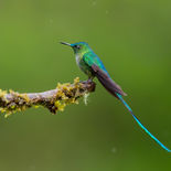 Langstaartnimf - Long-tailed Sylph - Ecuador - 29 september 2021 - A69I6412.jpg