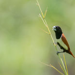 Driekleurennon - Tricolored Munia - Sri Lanka - juli/augustus - 2022 